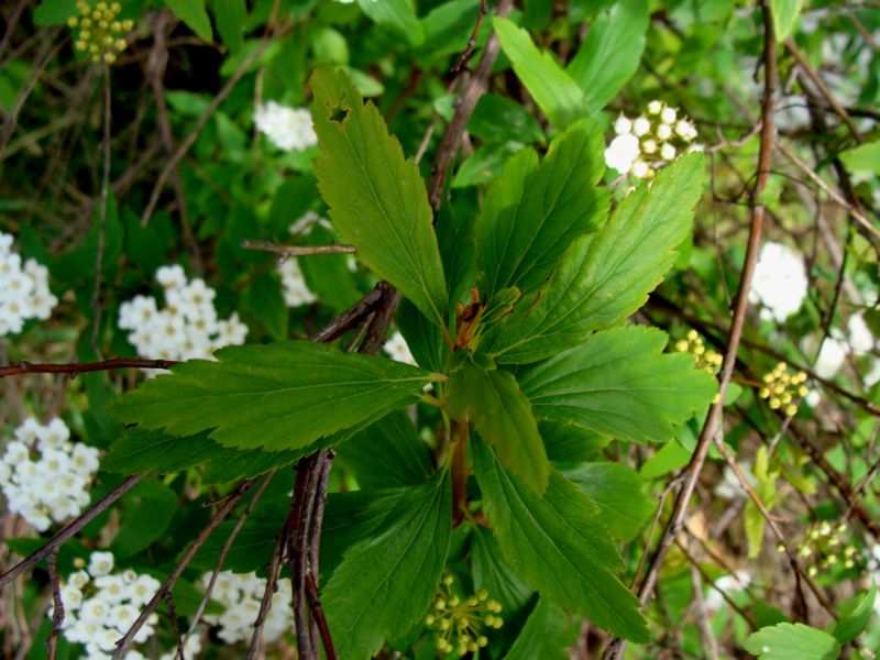 Spiraea x vanhouttei