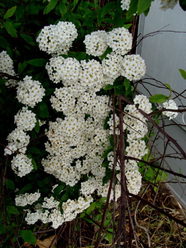 Spiraea x vanhouttei