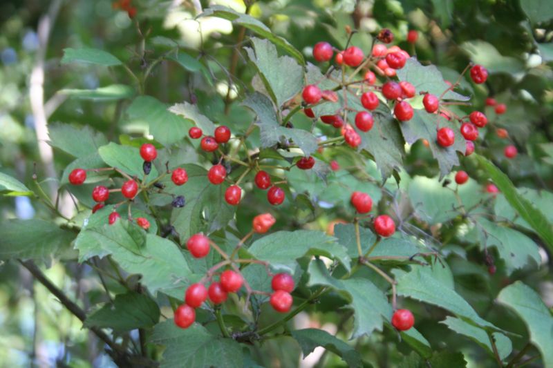 Viburnum opulus