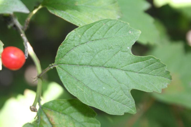 Viburnum opulus