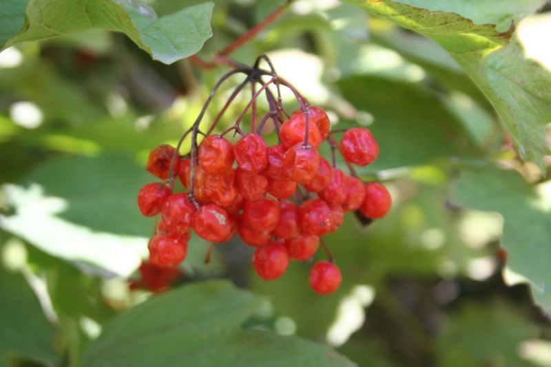 Viburnum opulus