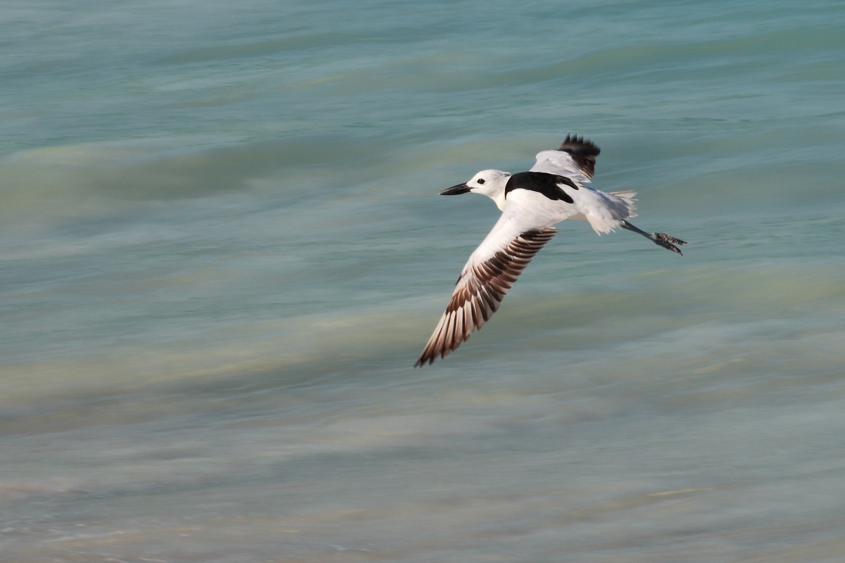 Identificazione uccello Madagascar