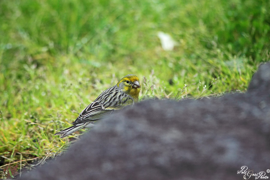 Avifauna Flores (Azzorre)