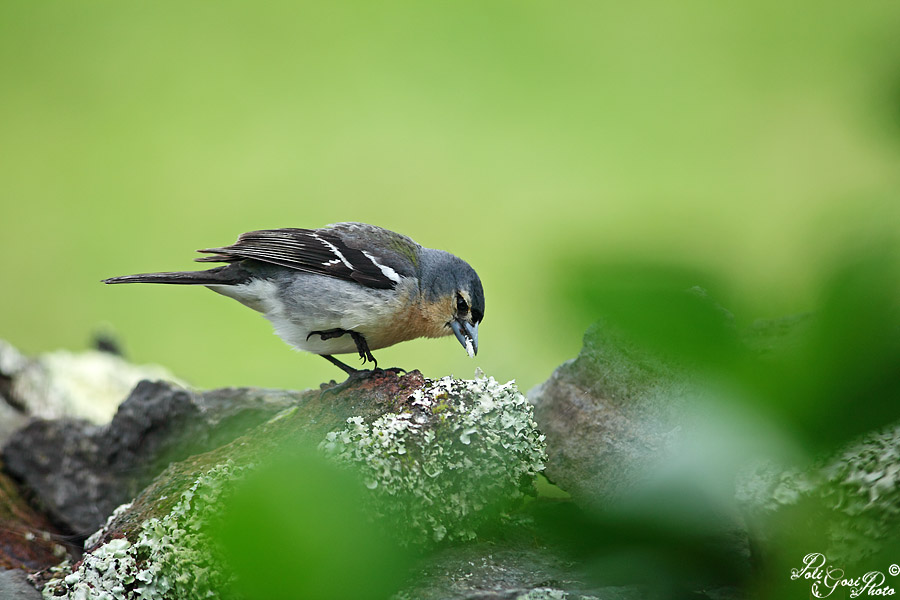 Avifauna Flores (Azzorre)