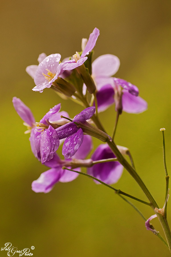 Fiore di Madeira... quale?