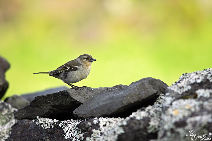 Avifauna Flores (Azzorre)