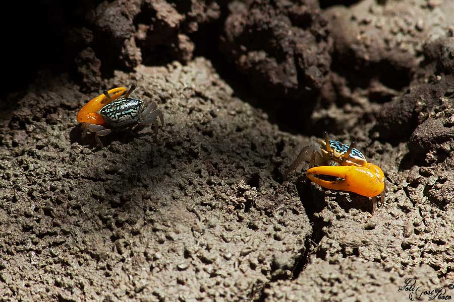 Granchi da identificare - Koh Lanta (Thailandia)