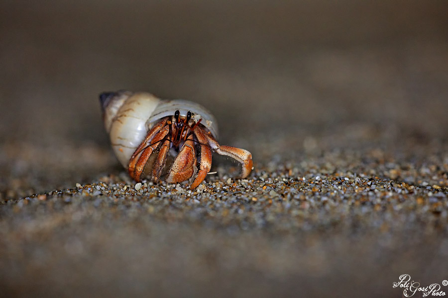 Paguro da identificare - Koh Lanta (Thailandia)