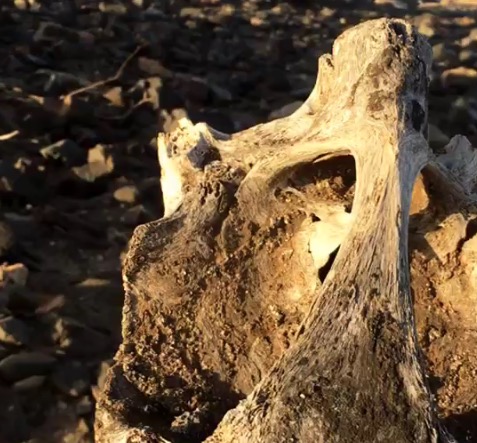 Teschio animale sconosciuto su isola di Cabo Verde