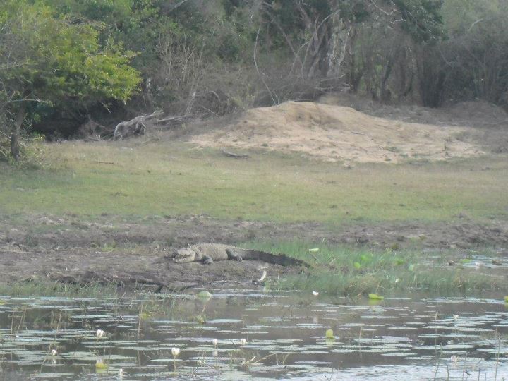 Animali Sri Lanka