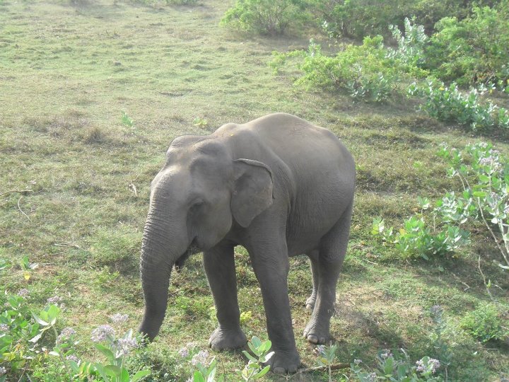 Animali Sri Lanka