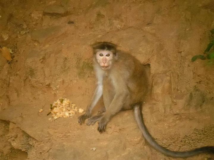 Animali Sri Lanka