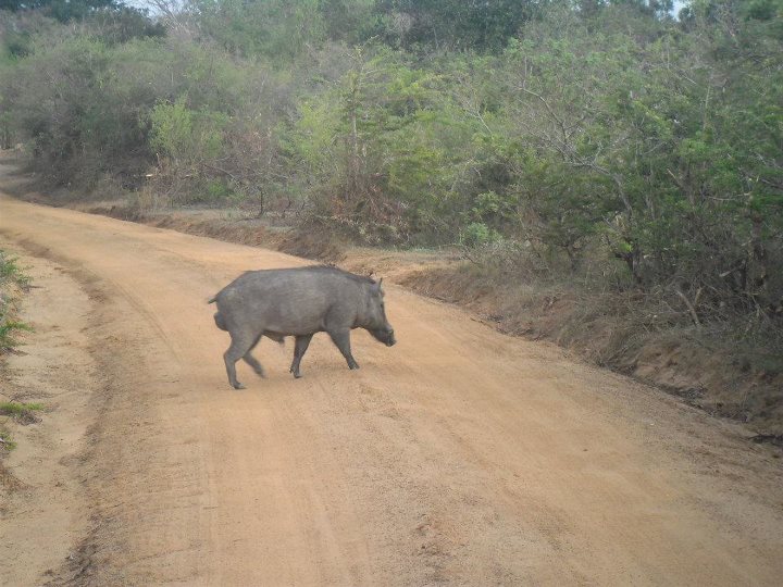 Animali Sri Lanka