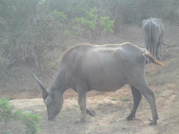 Animali Sri Lanka