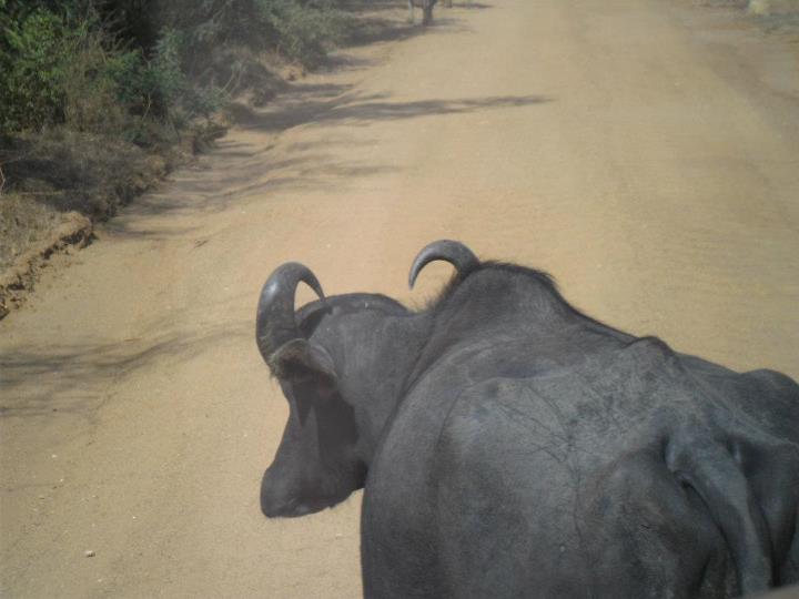 Animali Sri Lanka