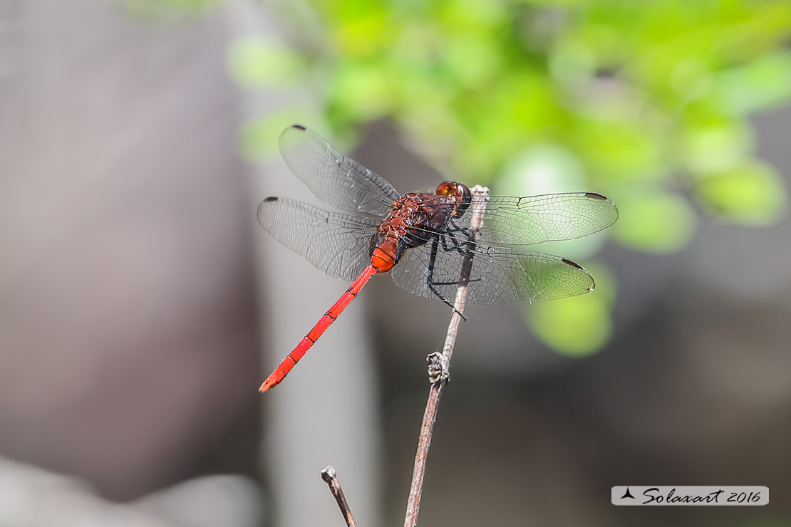 Odonata - Yucatan : Erythemis haematogastra