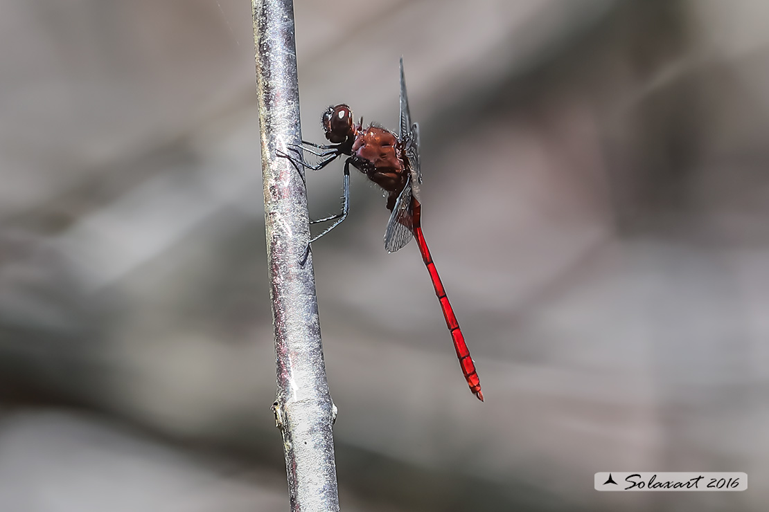 Odonata - Yucatan : Erythemis haematogastra