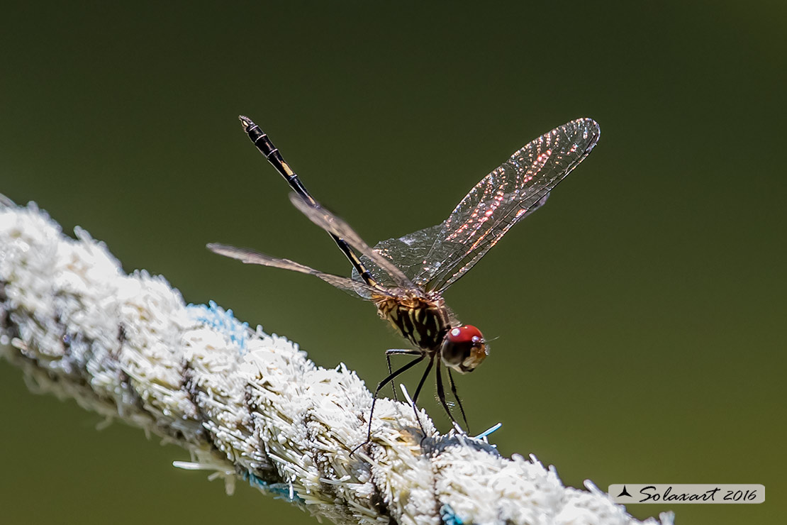 Odonata: Dythemis sterilis e Erythrodiplax berenice -Yucatan