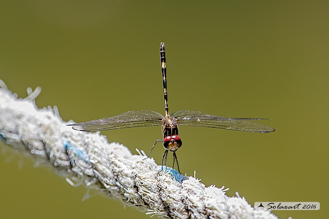 Odonata: Dythemis sterilis e Erythrodiplax berenice -Yucatan