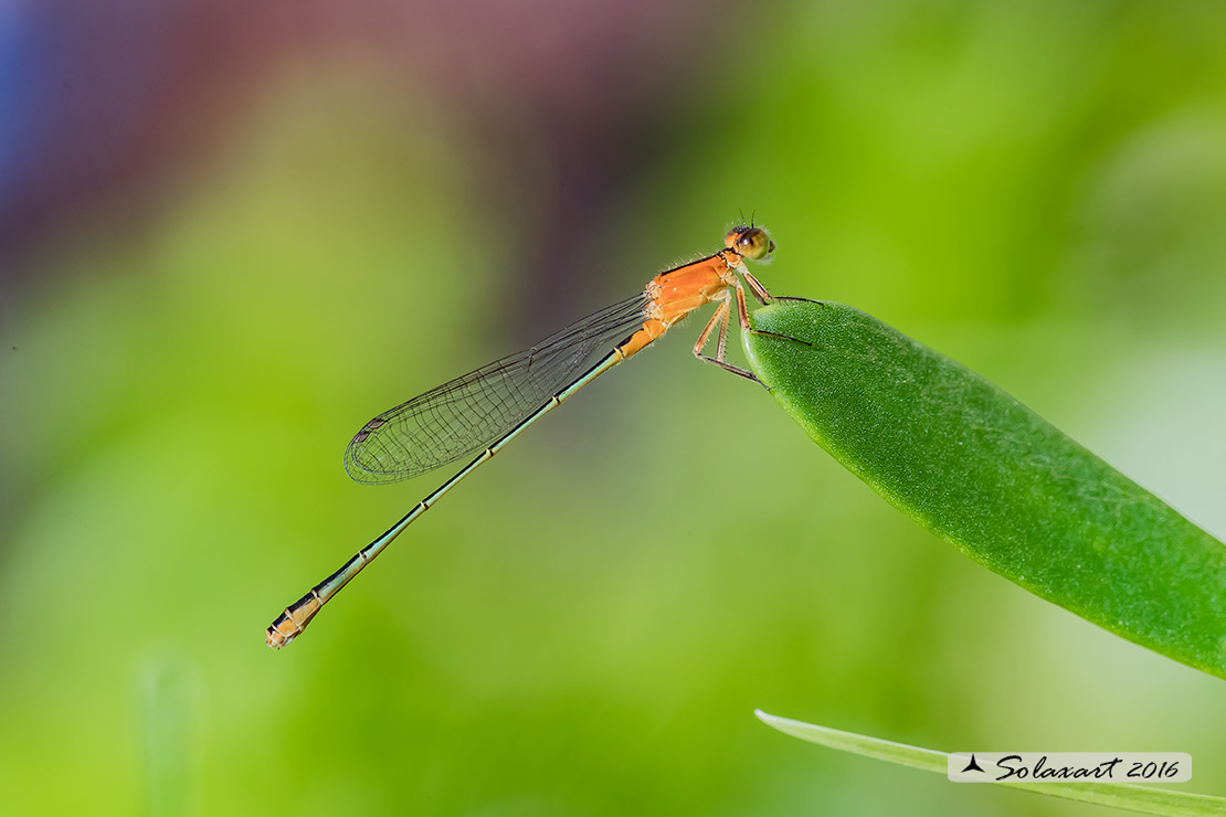 Odonata: Ischnura ramburi  - Yucatan (Messico)