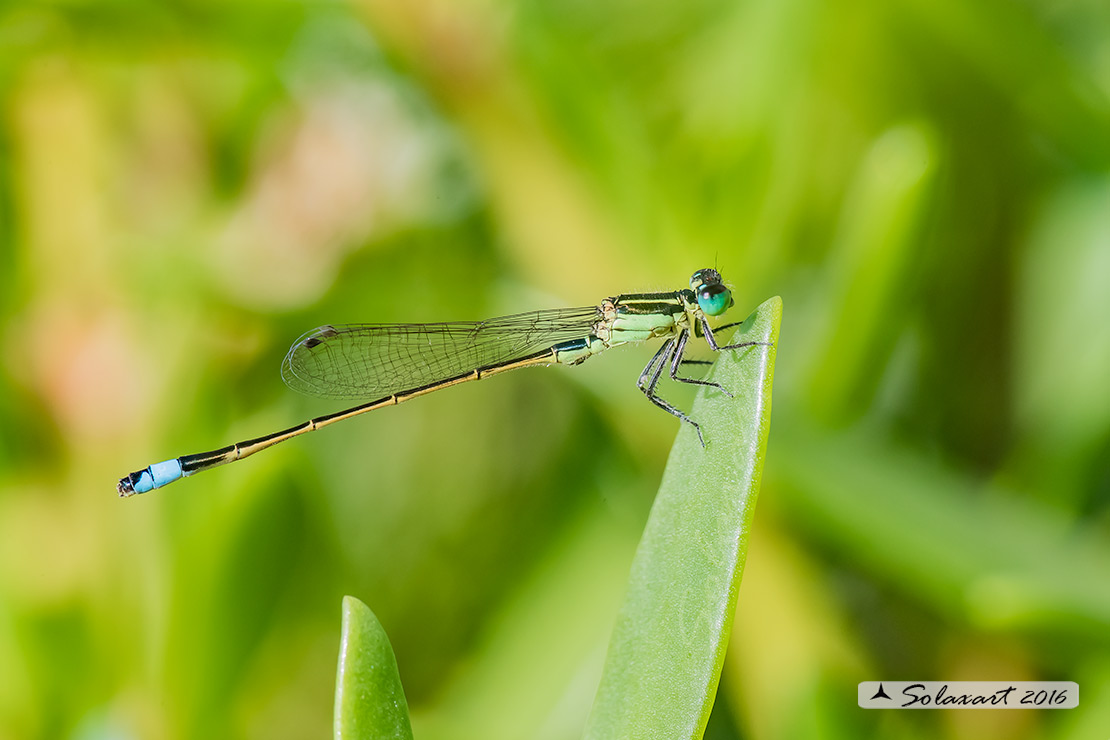 Odonata: Ischnura ramburi  - Yucatan (Messico)