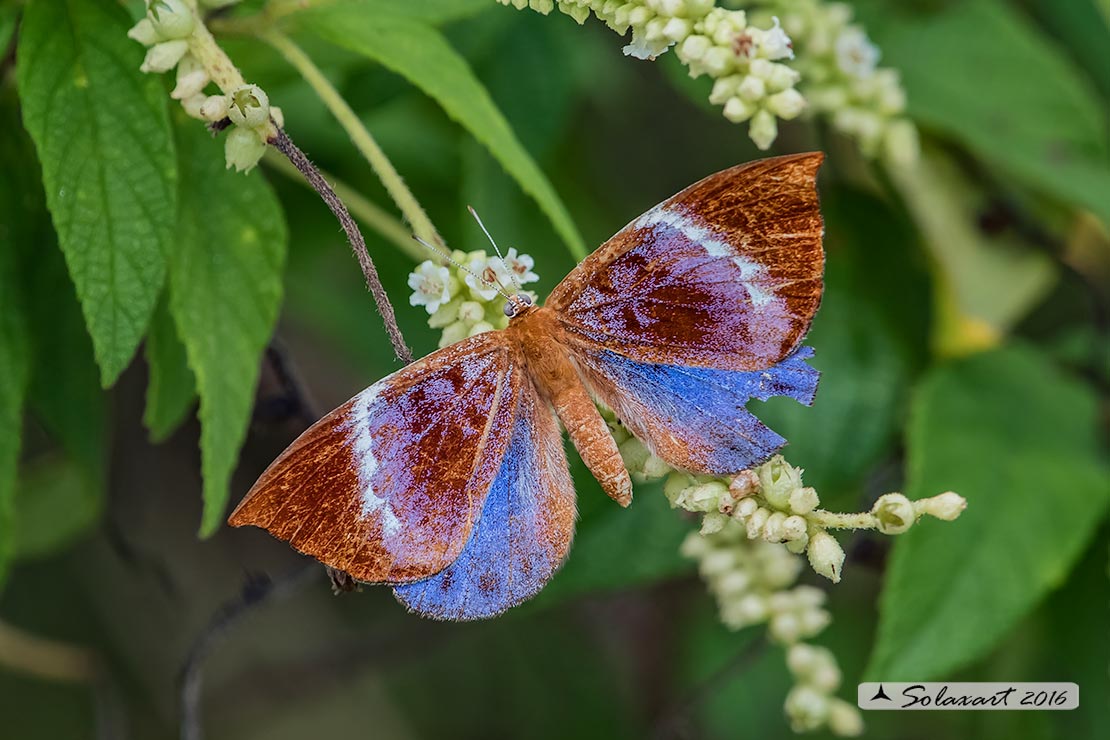 Lepidoptera: Mexico, Quintana Roo (Help ??? )