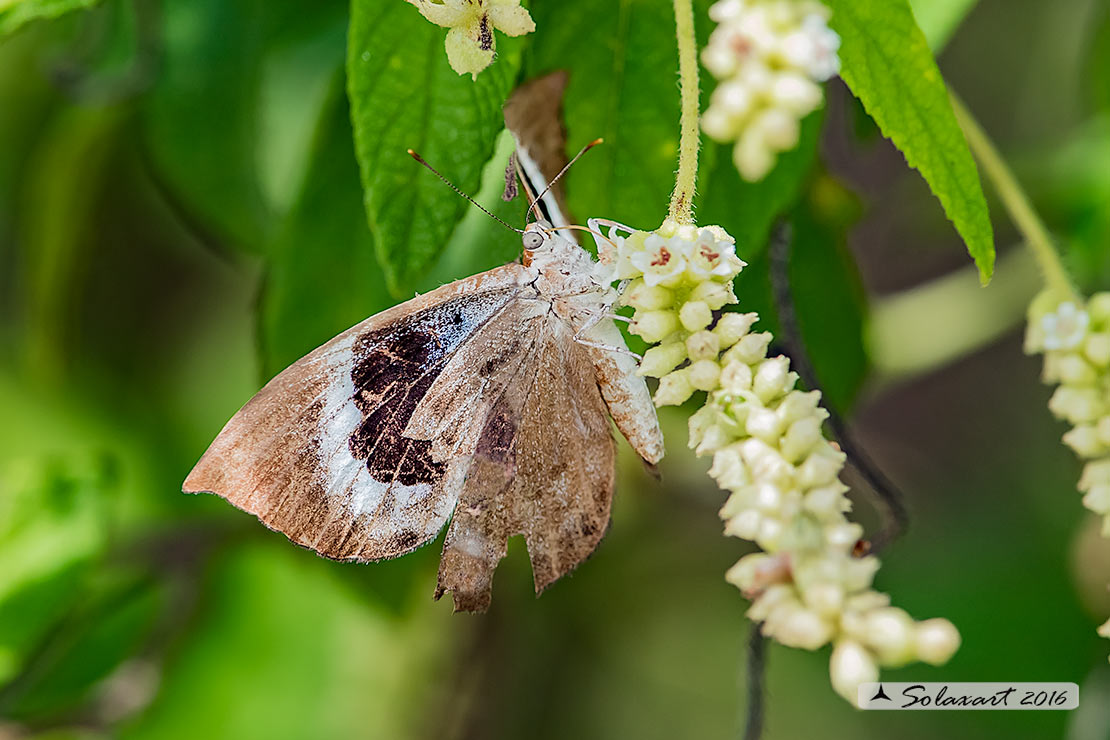 Lepidoptera: Mexico, Quintana Roo (Help ??? )