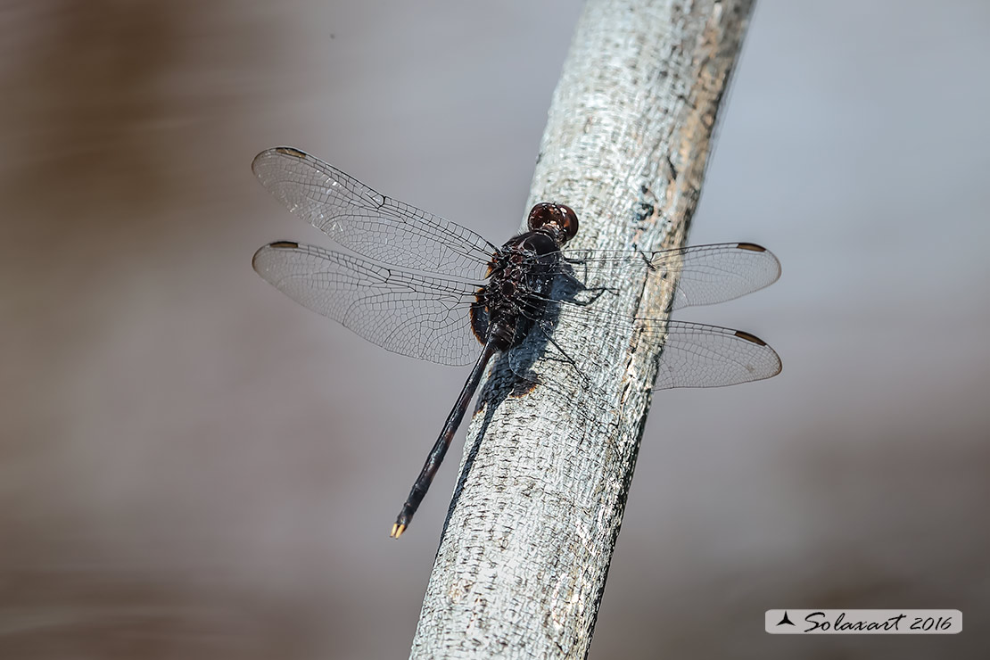 Odonata: Erythemis plebeja / Pin-tailed Pondhaw    - Yucatan