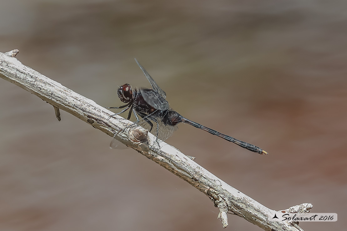 Odonata: Erythemis plebeja / Pin-tailed Pondhaw    - Yucatan