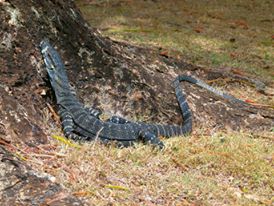 Sauro australiano:  Varanus cfr. varius