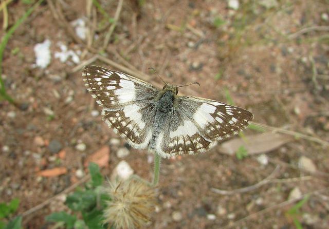 Heliopyrgus domicella ( Hesperiidae)  -  Brasile