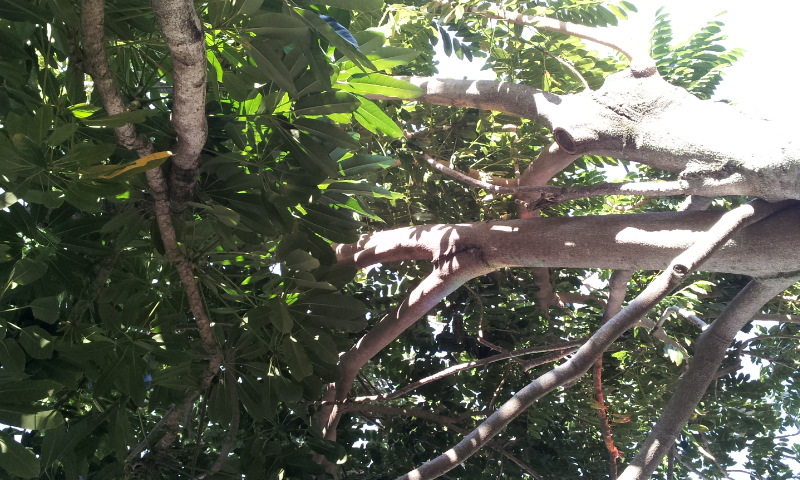 Australia:Schefflera sp. e frutto di Castanospermum australe