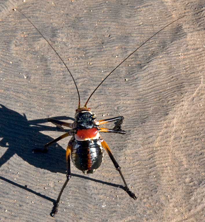 ortotteri dalla namibia