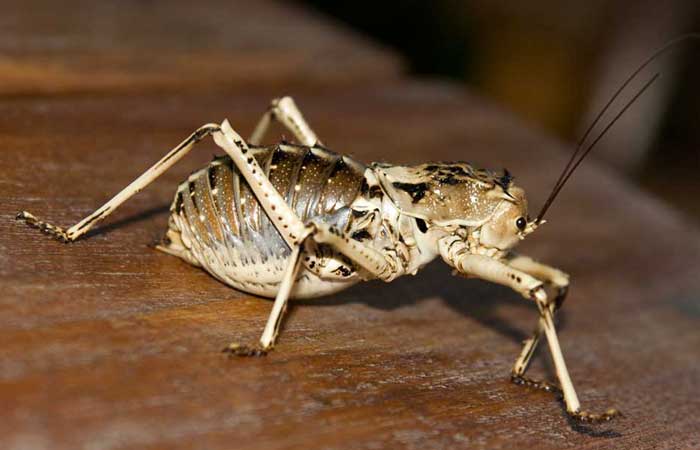 ortotteri dalla namibia