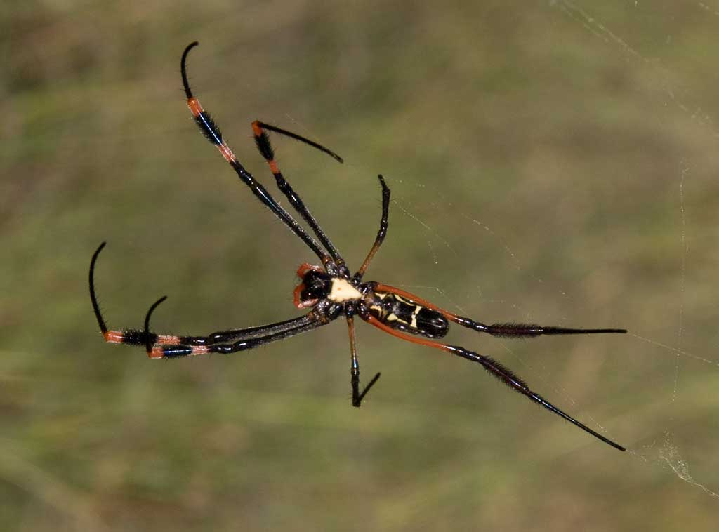 da identificare ragno dalla namibia