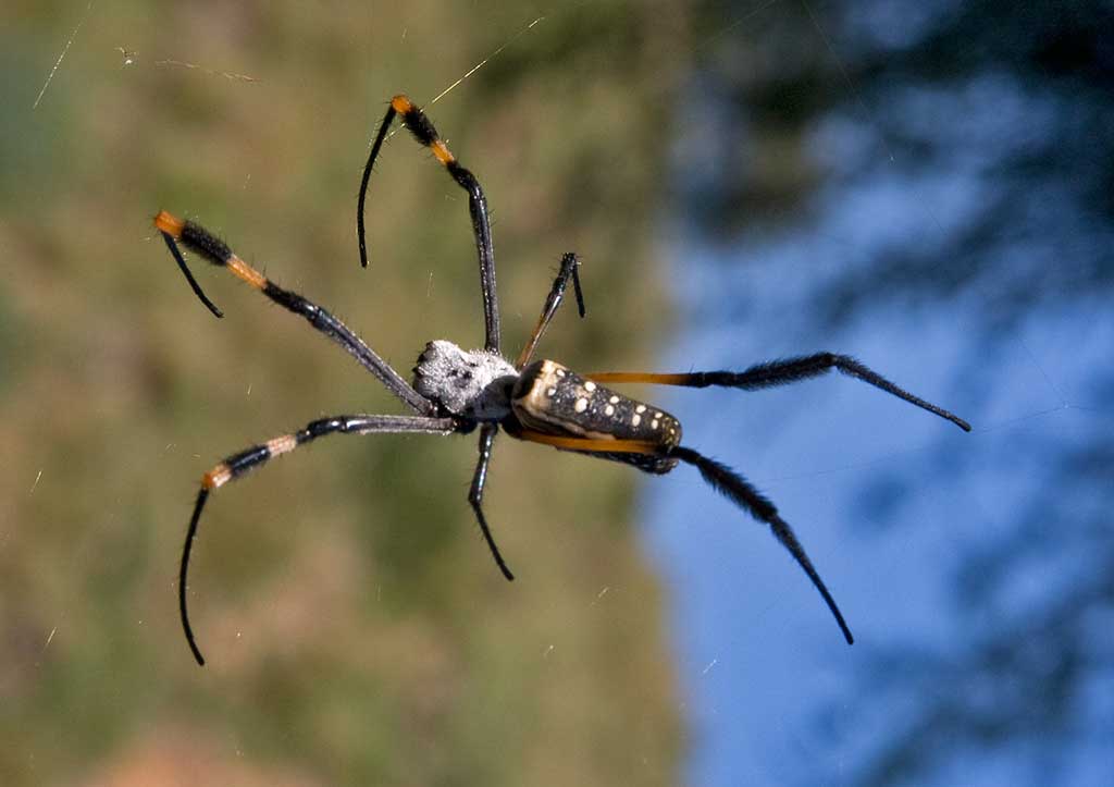 da identificare ragno dalla namibia