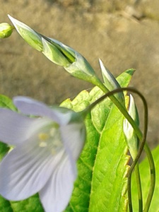 Moenchia mantica  / Peverina di Mantico