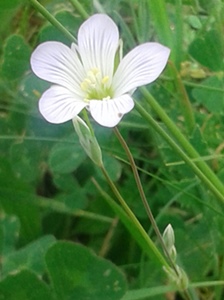 Moenchia mantica  / Peverina di Mantico