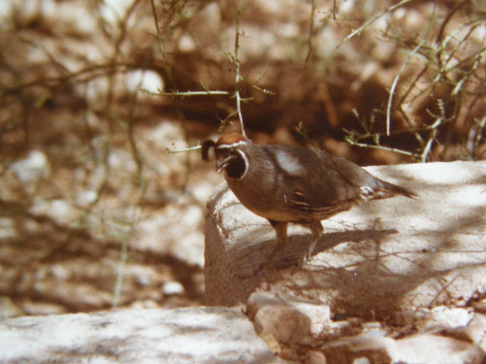 Uccelli dell''Arizona da identificare 05