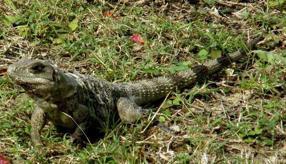 Iguane messicane