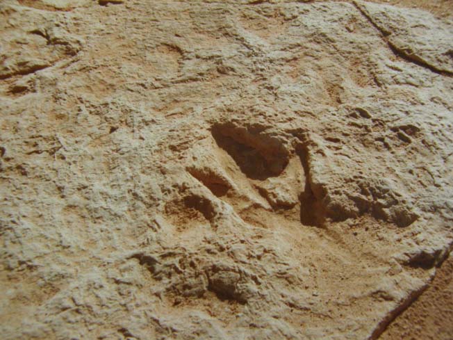 Impronte di dinosauro in Arizona