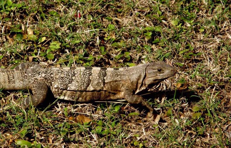 Iguane messicane