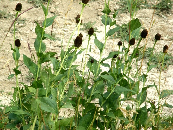 Yellowstone National Park (USA) - Rudbeckia occidentalis