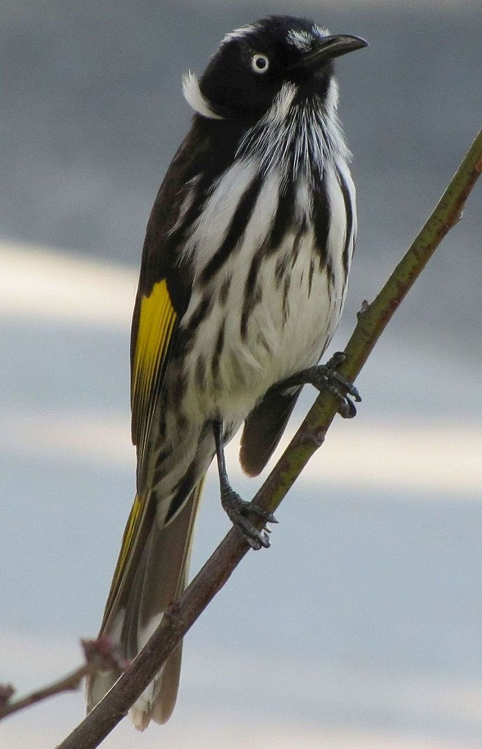 Uccello australiano: Phylidonyris novaehollaniae