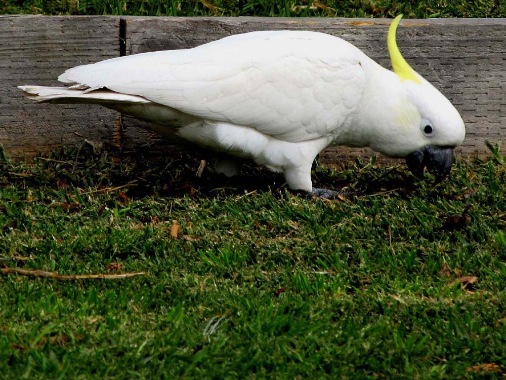 Uccelli australiani da identificare - 4 - Pappagalli