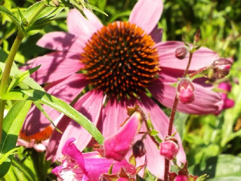 In un''aiuola milanese:  Rudbeckia purpurea (Asteraceae)