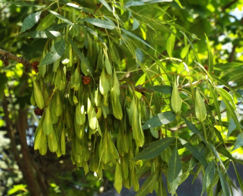 Albero da identificare: Fraxinus cfr. angustifolia