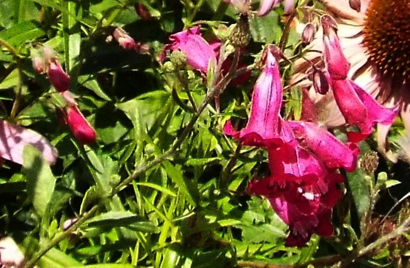 In  un''aiuola milanese: Penstemon sp. (Plantaginaceae)