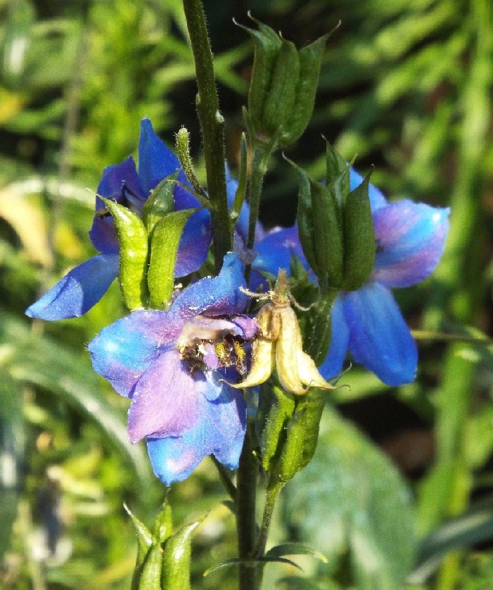 Fiore blu da identificare