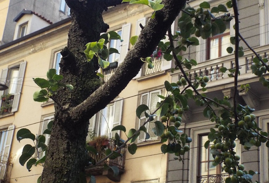 Pyrus calleryana ''Chanticleer'' (Rosaceae)